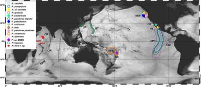 Out of the Pacific: A New Alvinellid Worm (Annelida: Terebellida) From the Northern Indian Ocean Hydrothermal Vents